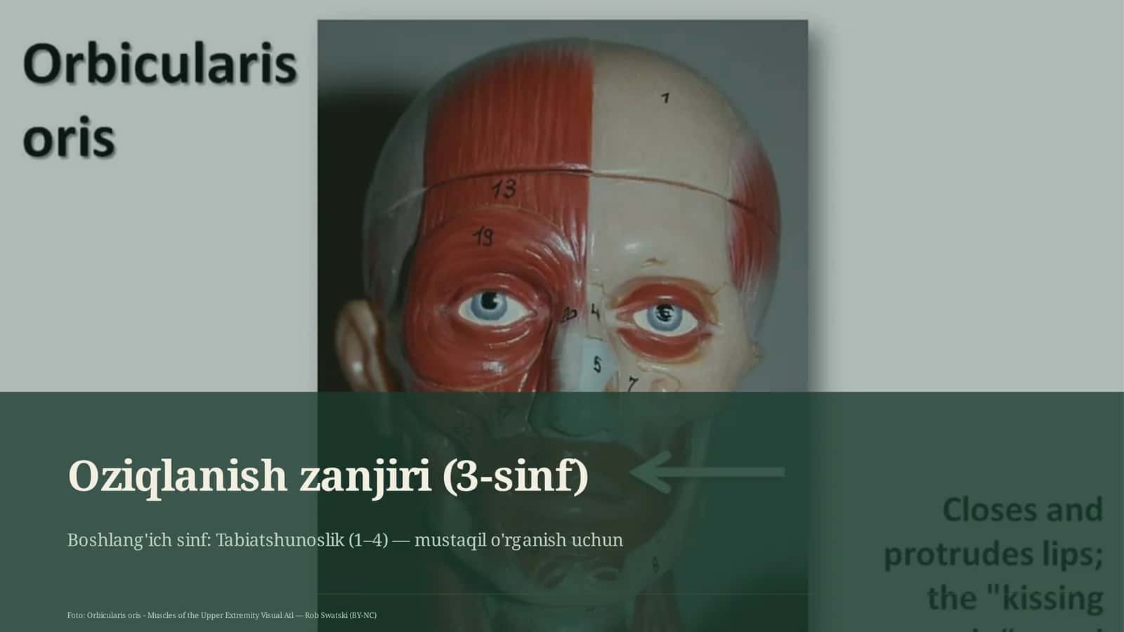 Oziqlanish zanjiri (3-sinf) 1