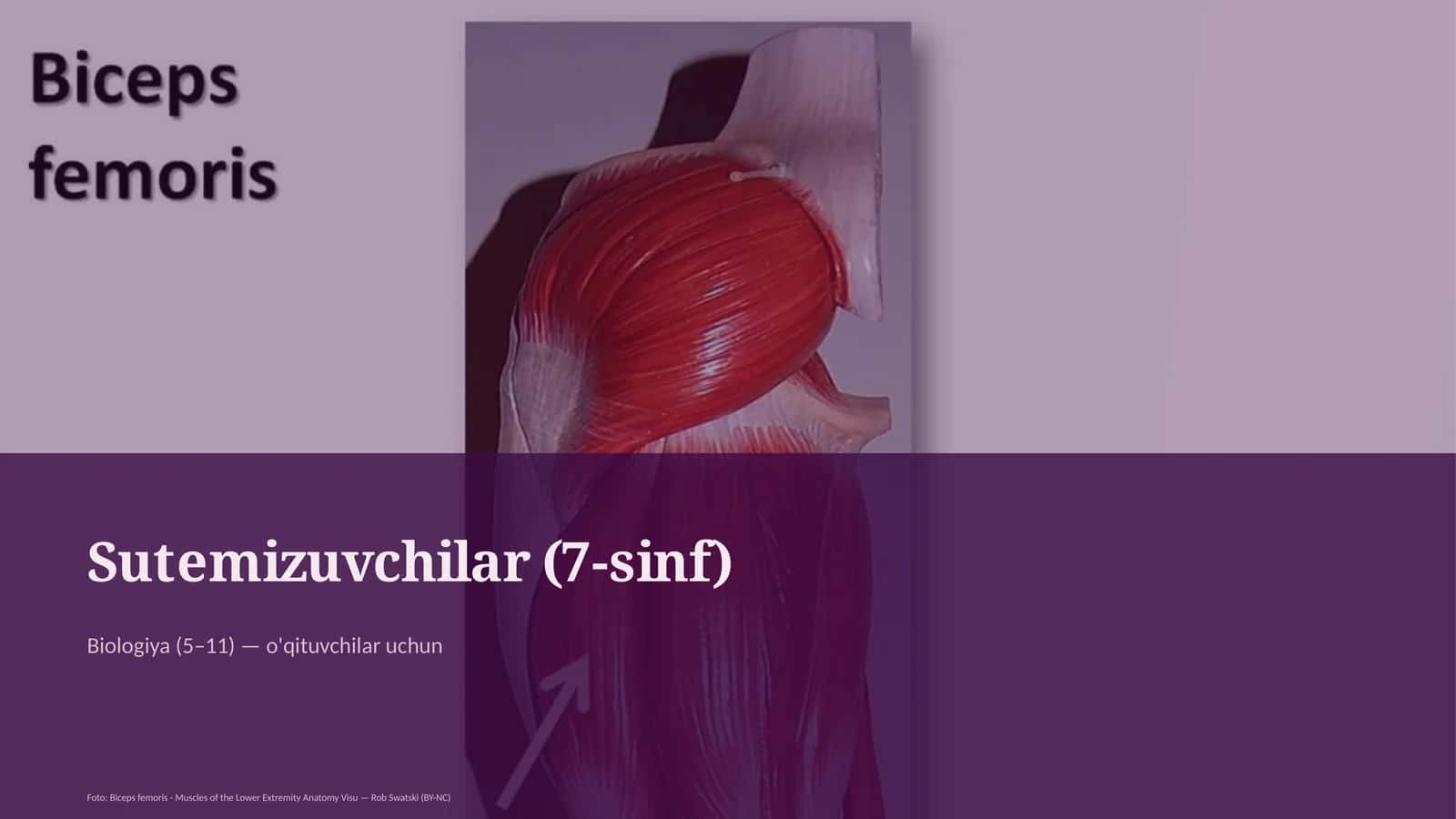 Sutemizuvchilar (7-sinf) 1