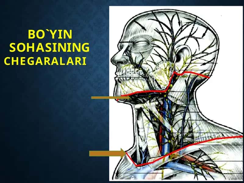 BO`YIN SOHASINING CHEGARALARI 1