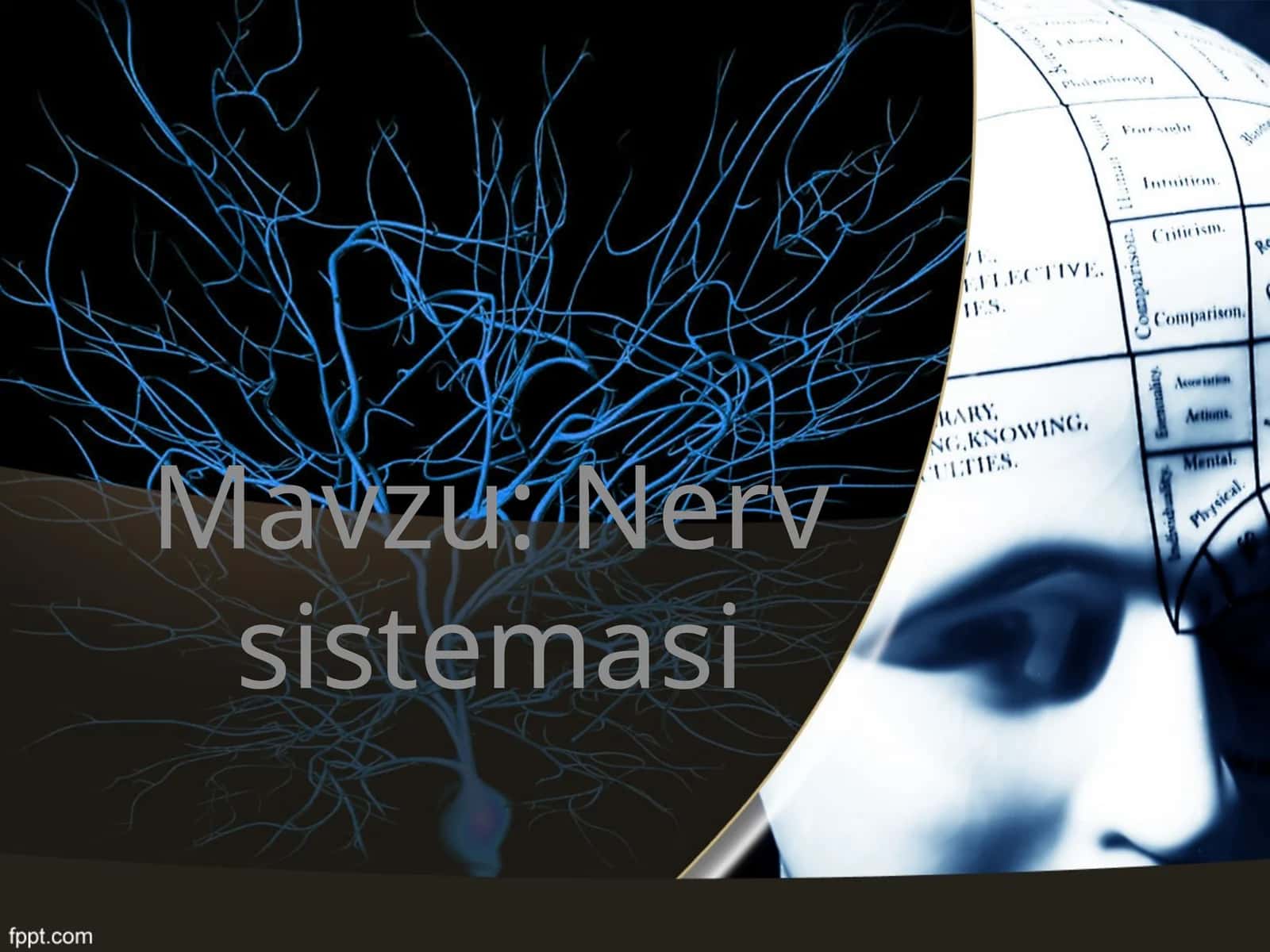 Nerv sistemasi 1