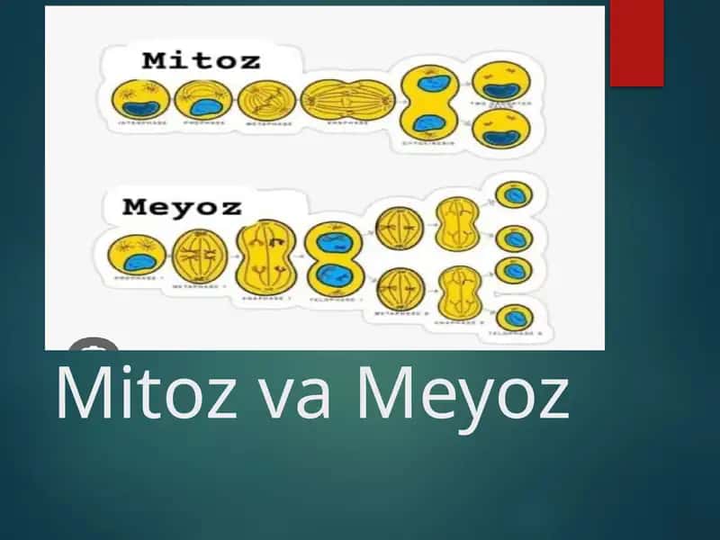 Mitoz va Meyoz 1