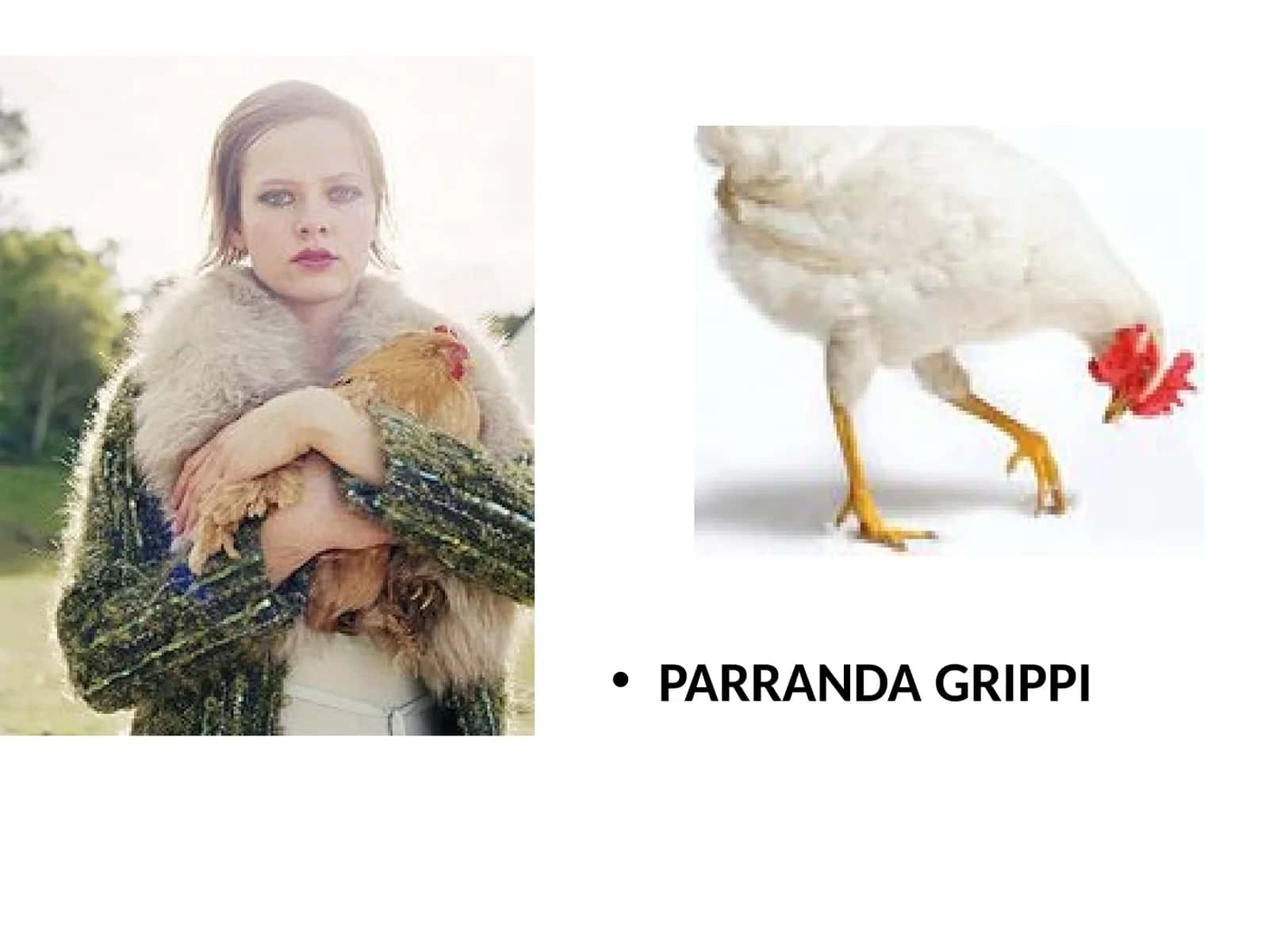 Parranda grippi 1