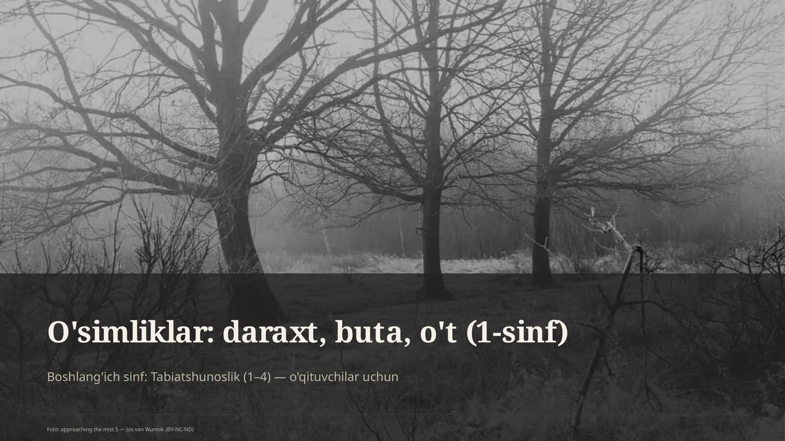 O'simliklar: daraxt, buta, o't 1