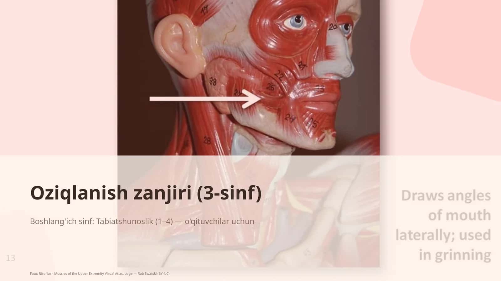 Oziqlanish zanjiri (3-sinf) 1