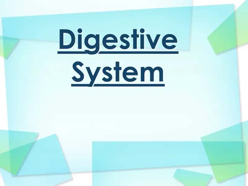 Digestive System 1