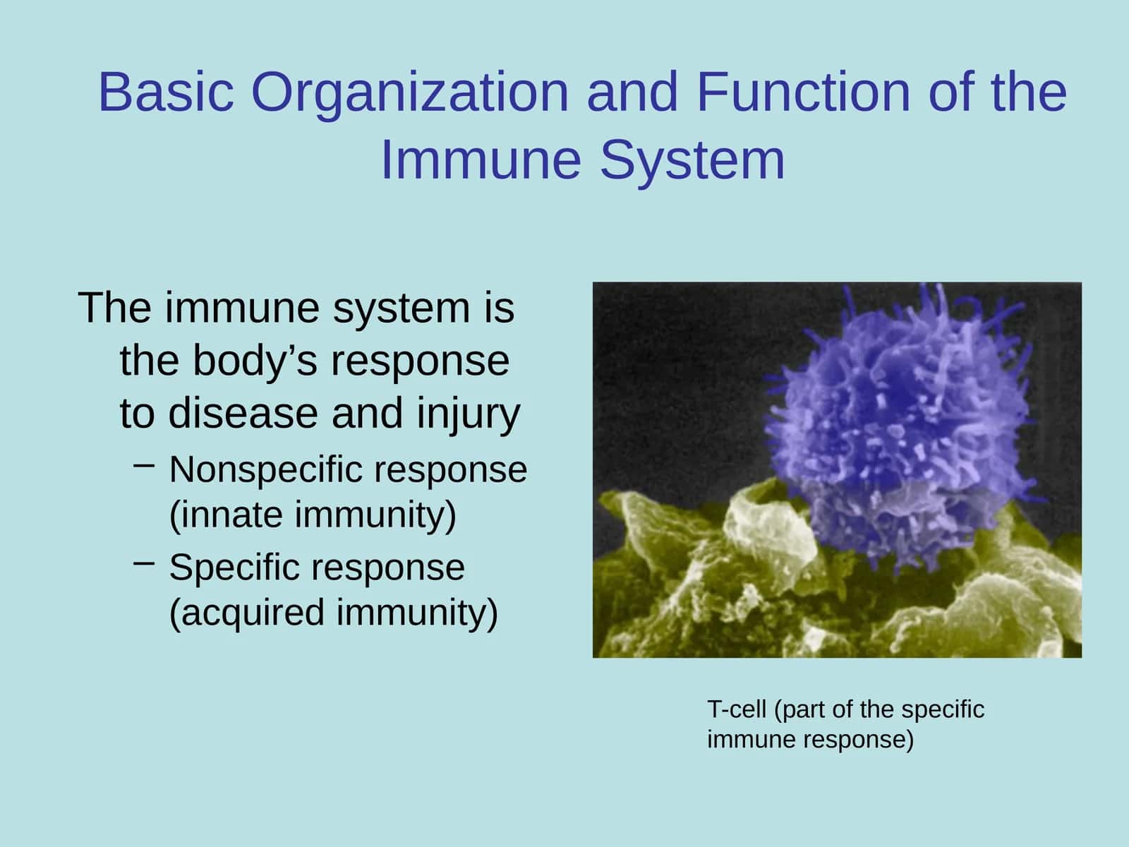 Basic Organization and Function of the Immune System 1