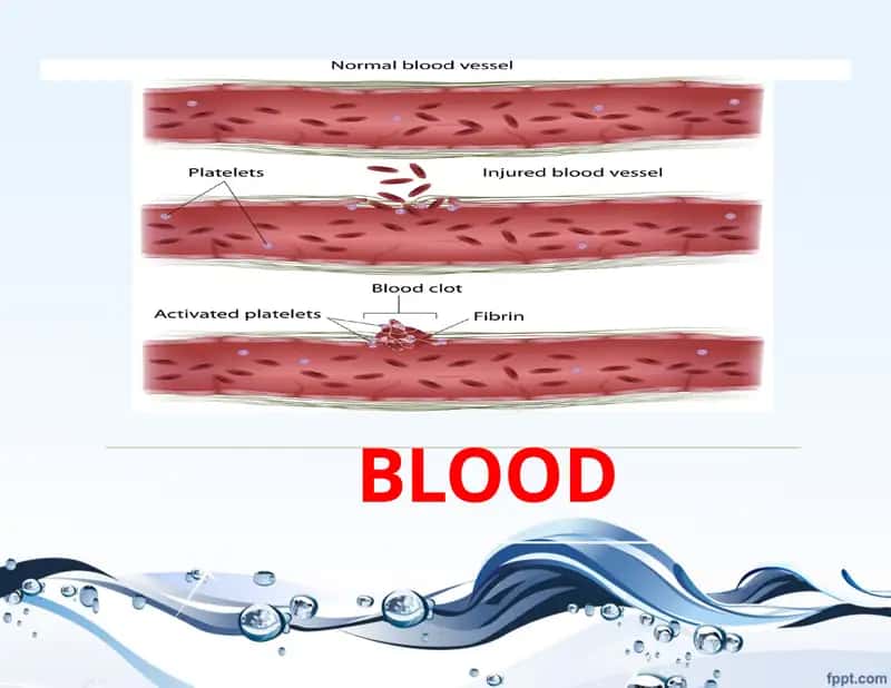 What is Blood? 1