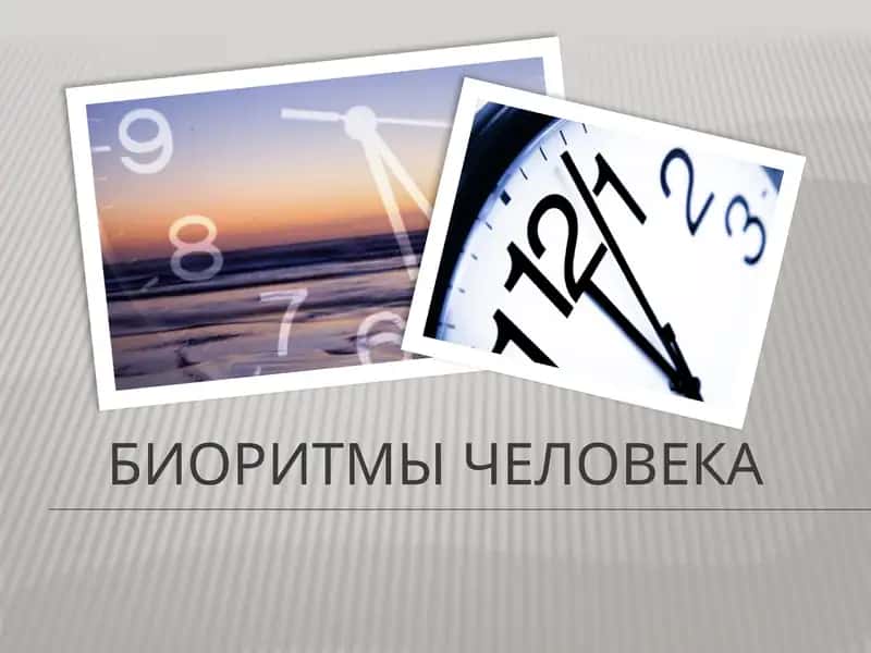 Биоритмы человека 1