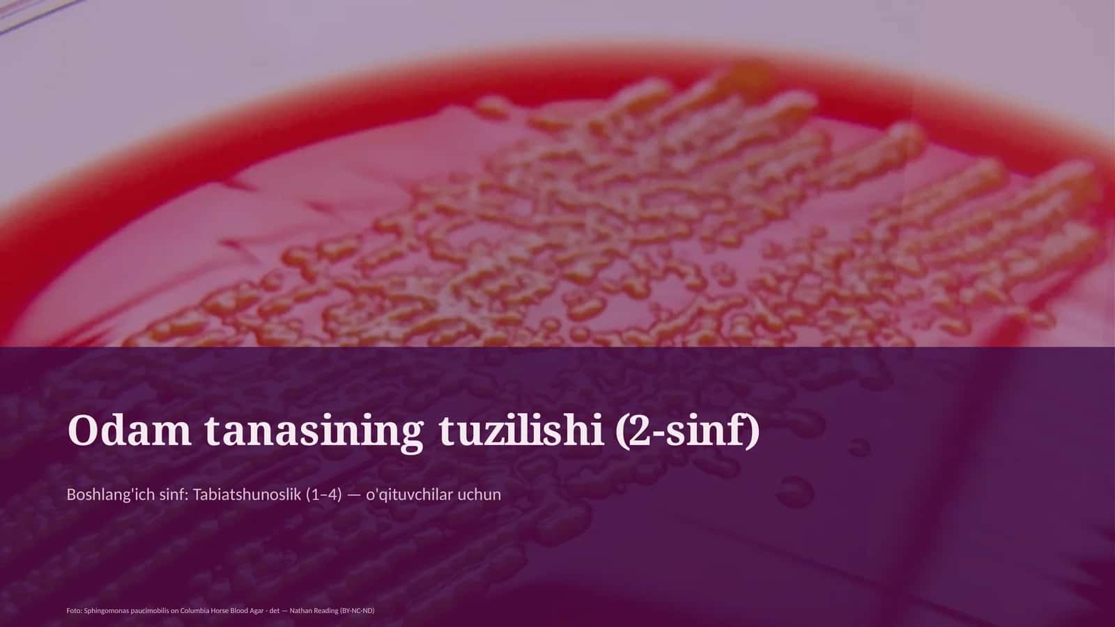 Odam tanasining tuzilishi (2-sinf) 1