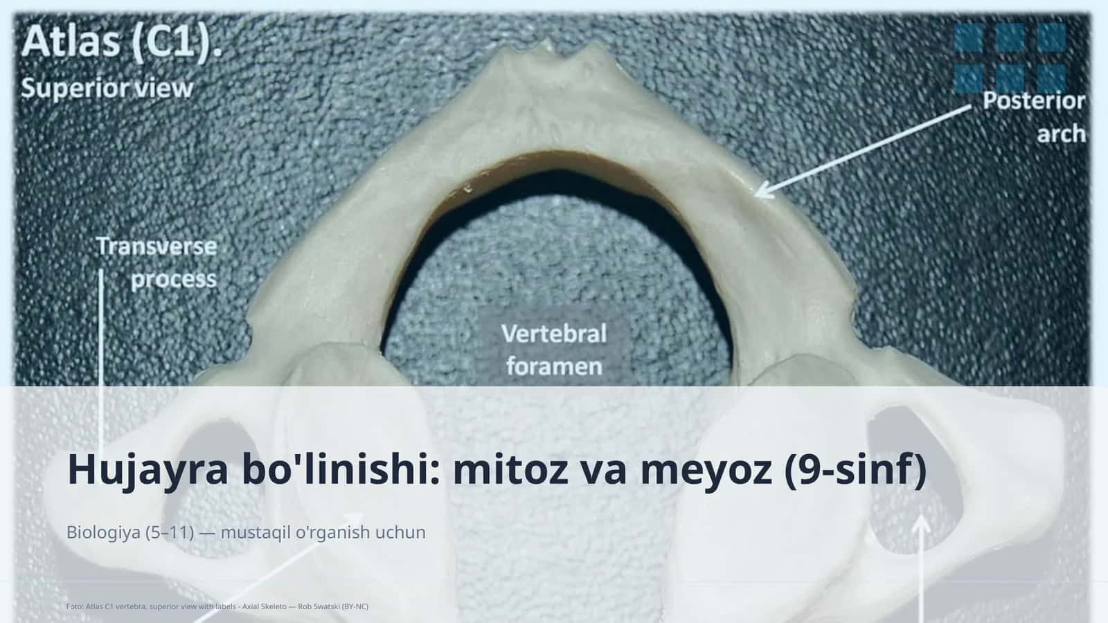 Hujayra bo'linishi: mitoz va meyoz (9-sinf) 1
