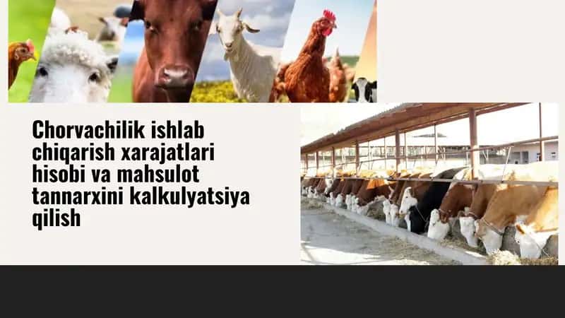 Chorvachilik ishlab chiqarish xarajatlari hisobi va mahsulot tannarxini kalkulyatsiya 1