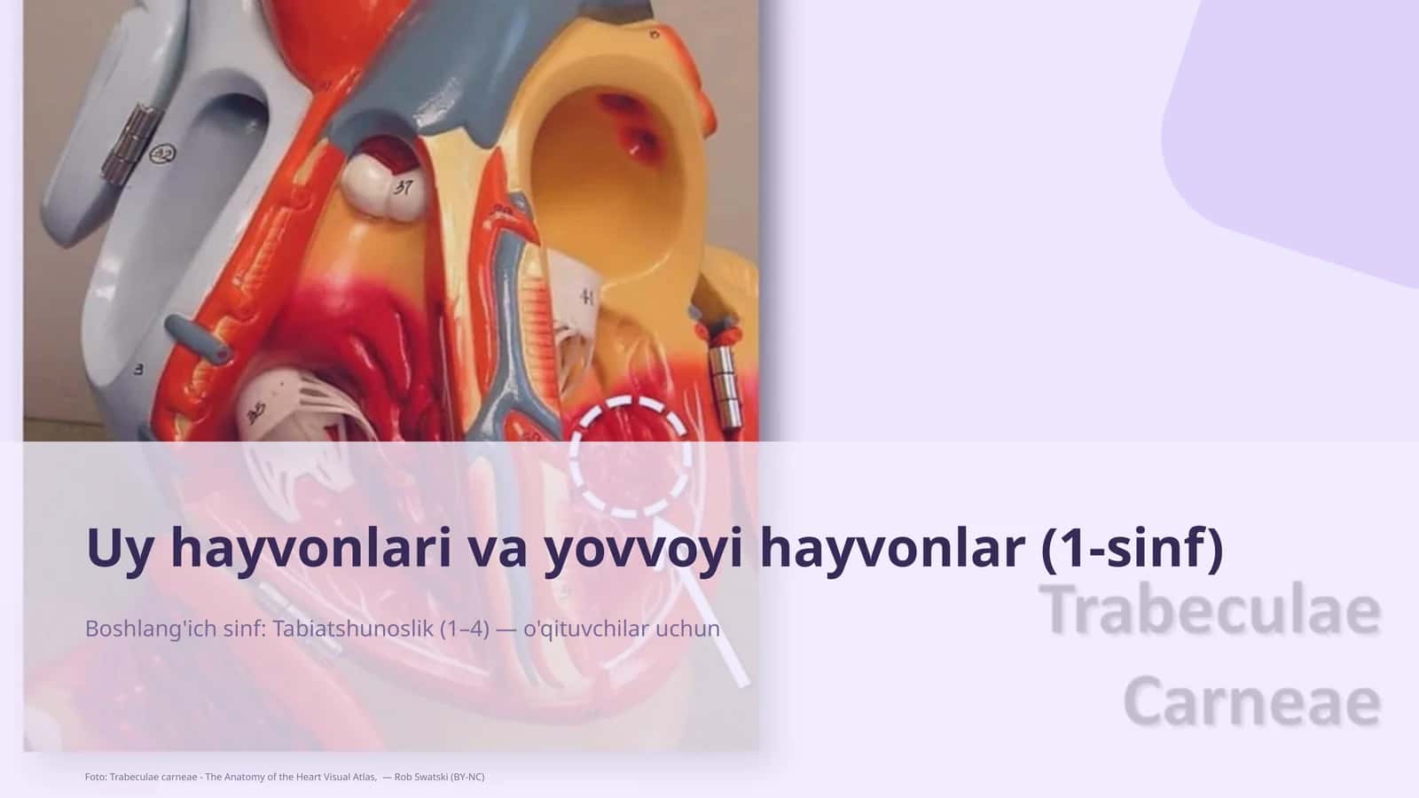 Uy hayvonlari va yovvoyi hayvonlar (1-sinf) 1