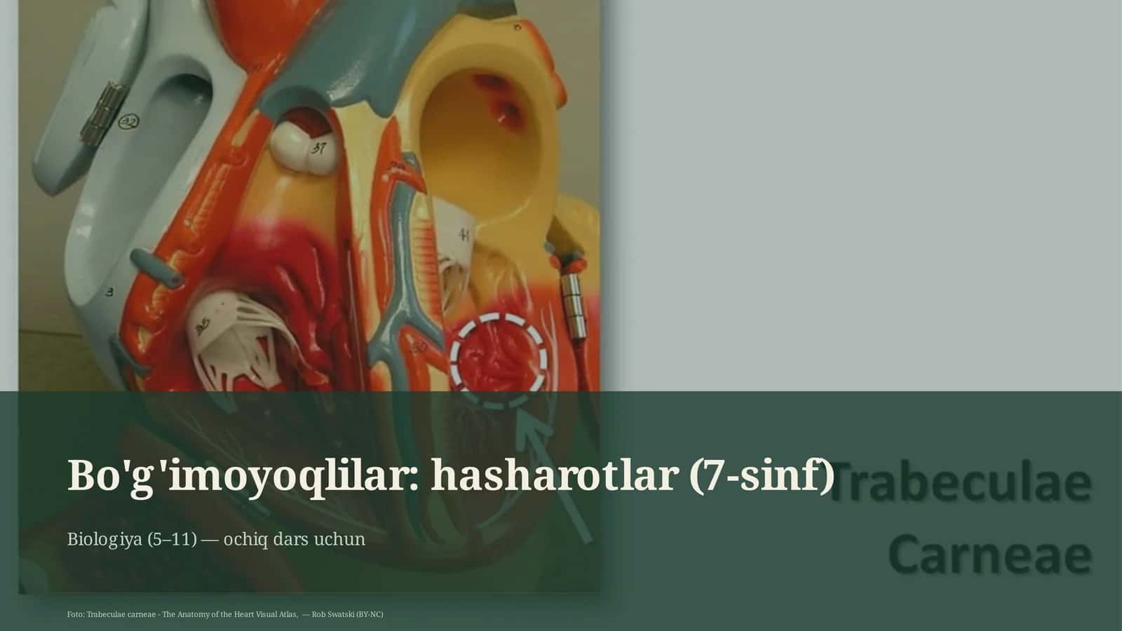 Bo'g'imoyoqlilar: hasharotlar (7-sinf) 1