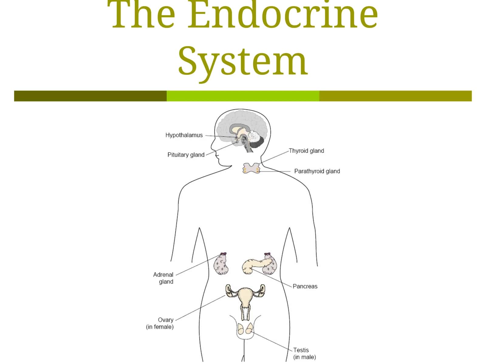 The Endocrine System 1