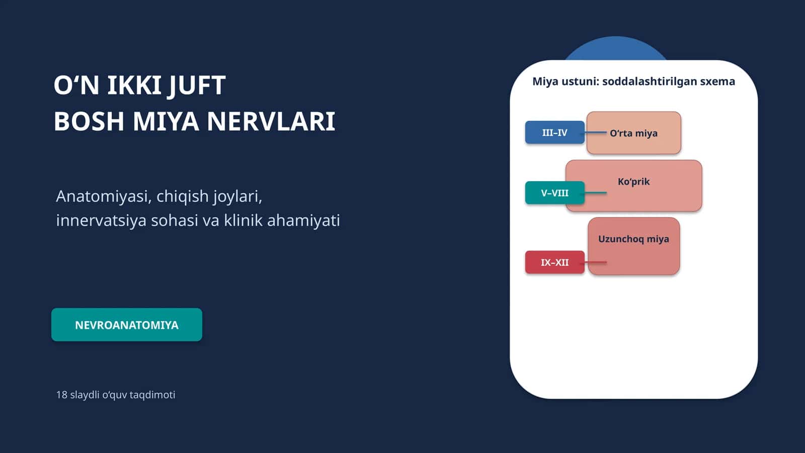 O‘N IKKI JUFT BOSH MIYA NERVLARI 1