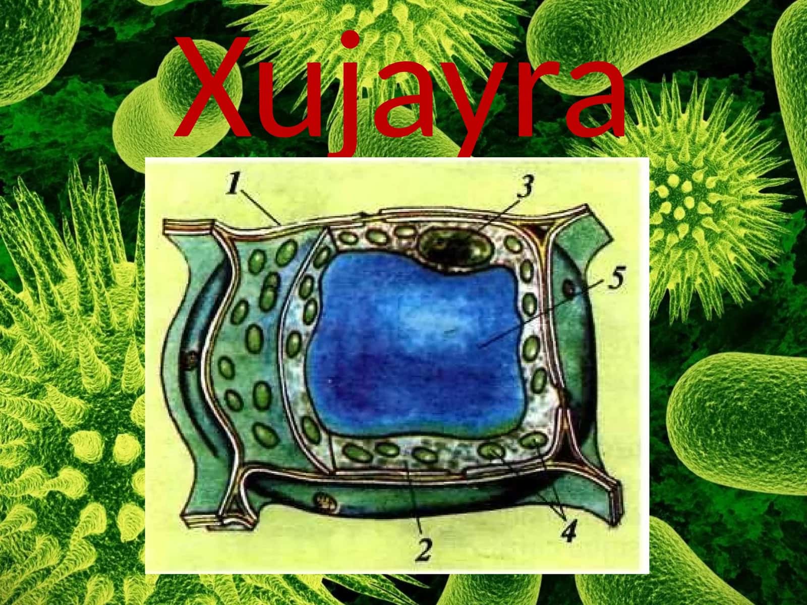 Hujayra 1