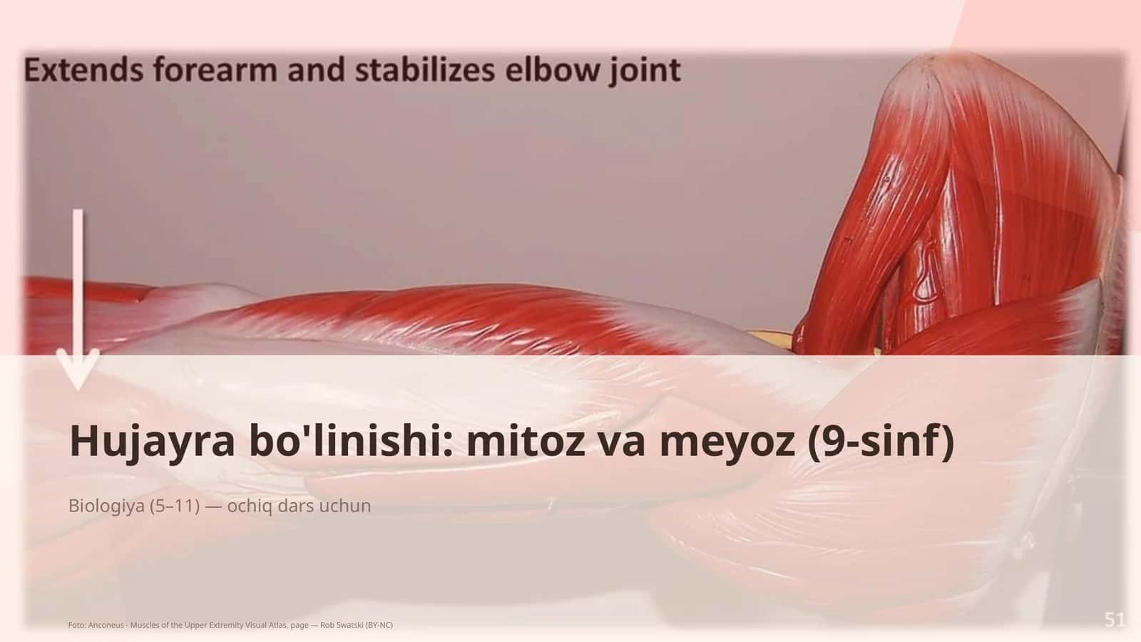 Hujayra bo'linishi: mitoz va meyoz (9-sinf) 1