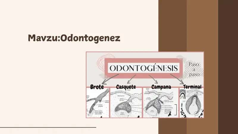 Odontogenez 1