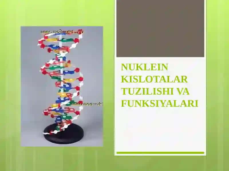 Nuklein kislotalar tuzilish va funksiyalari