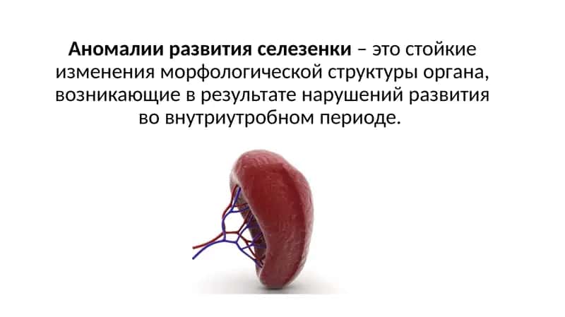 Аномалии развития селезенки – это стойкие изменения морфологической структуры органа, возникающие 1