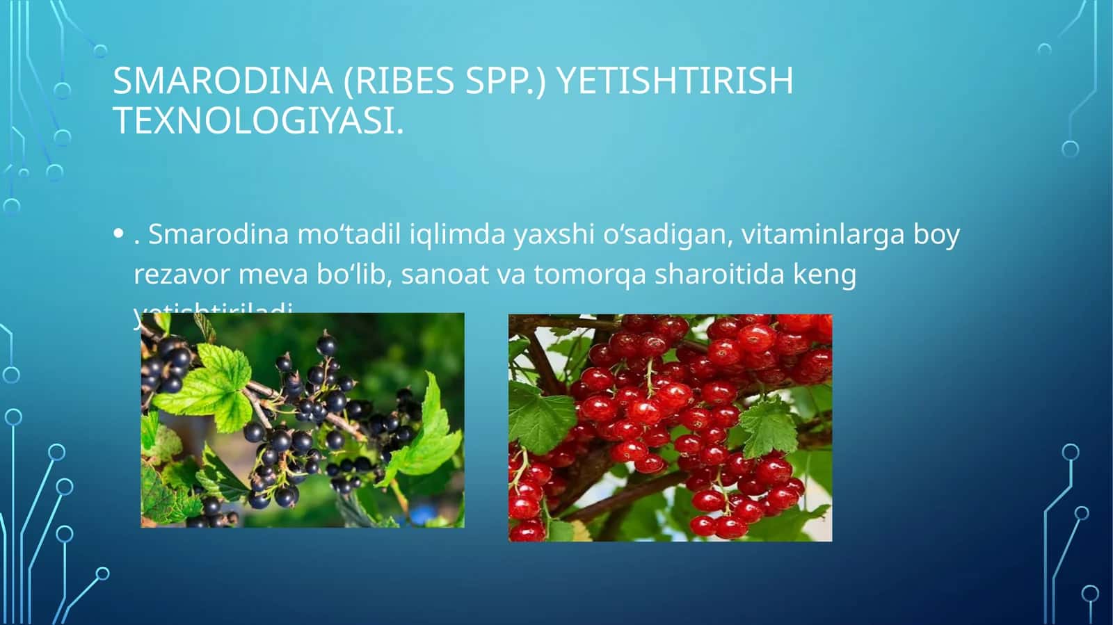 Smarodina yetishtirish 1