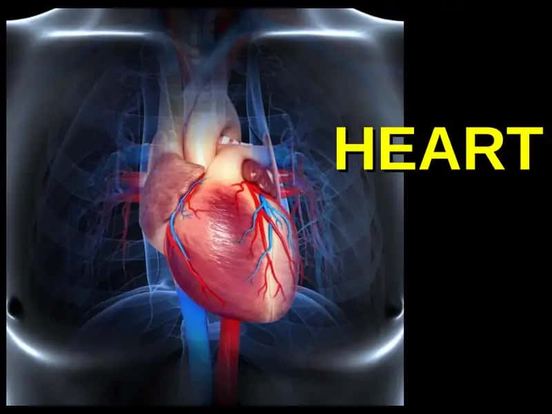 heart 1