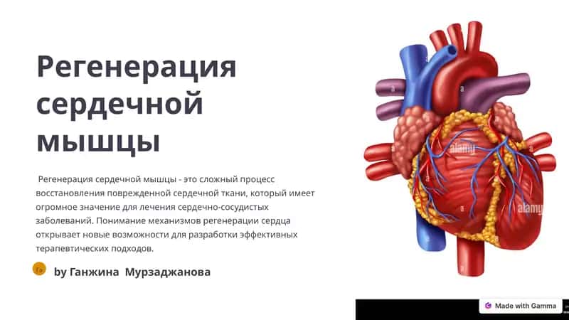 Регенерация сердечной мышцы 1