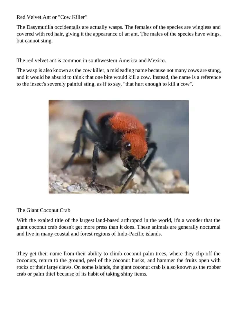 Red Velvet Ant or Cow Killer 1