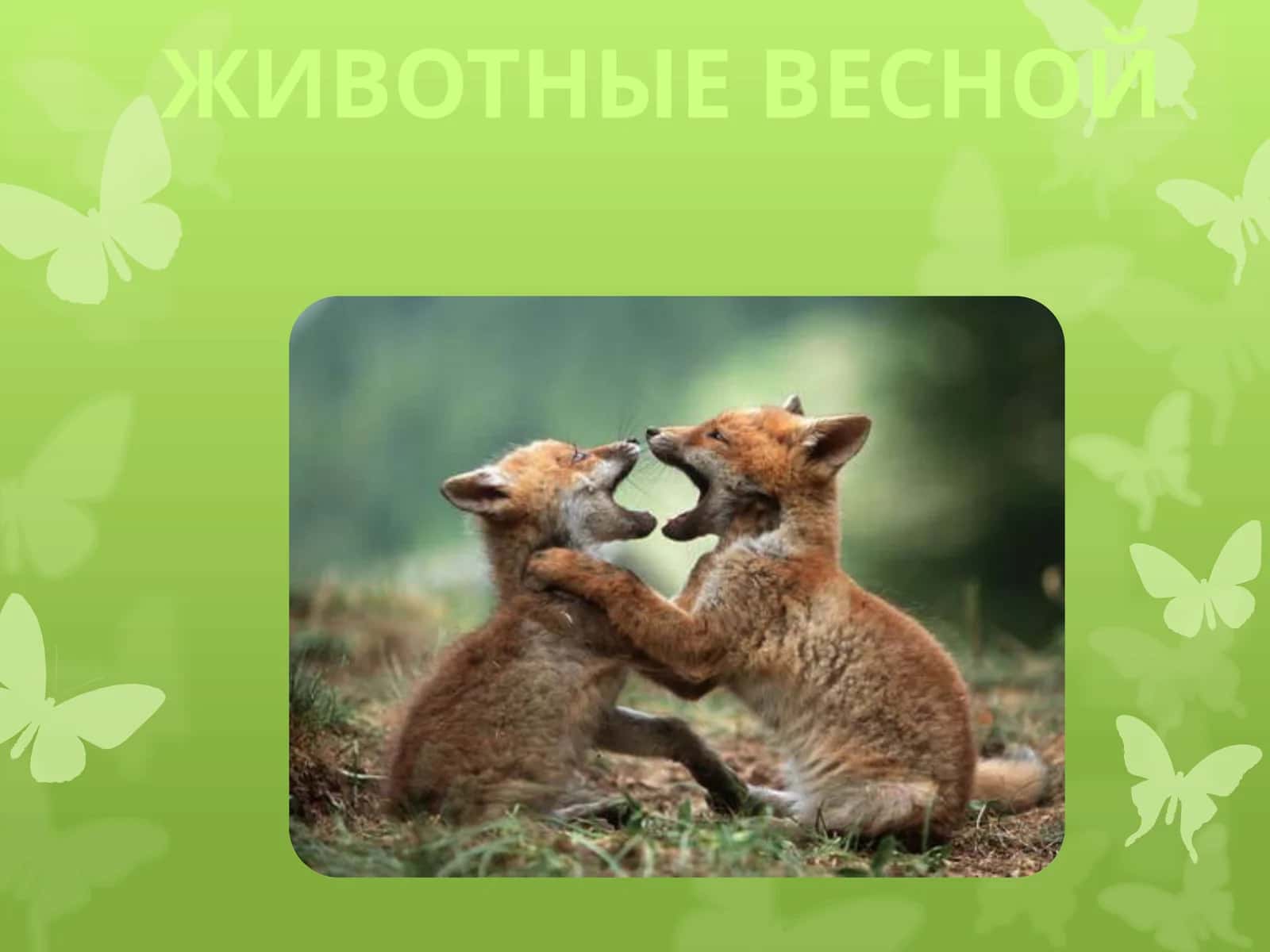 ЖИВОТНЫЕ ВЕСНОЙ 1