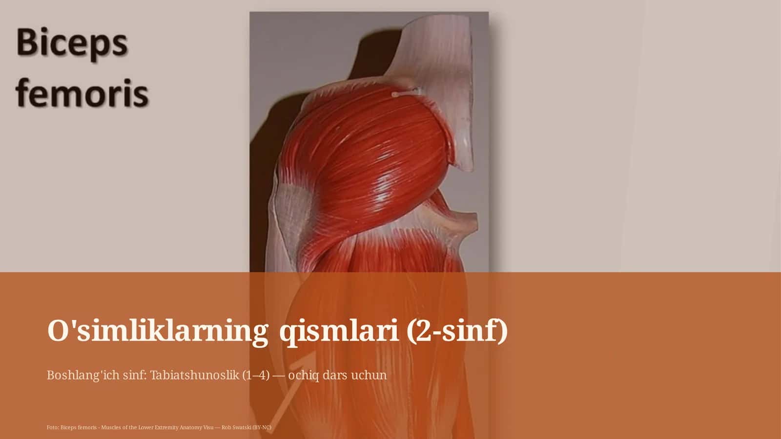 O'simliklarning qismlari (2-sinf) 1