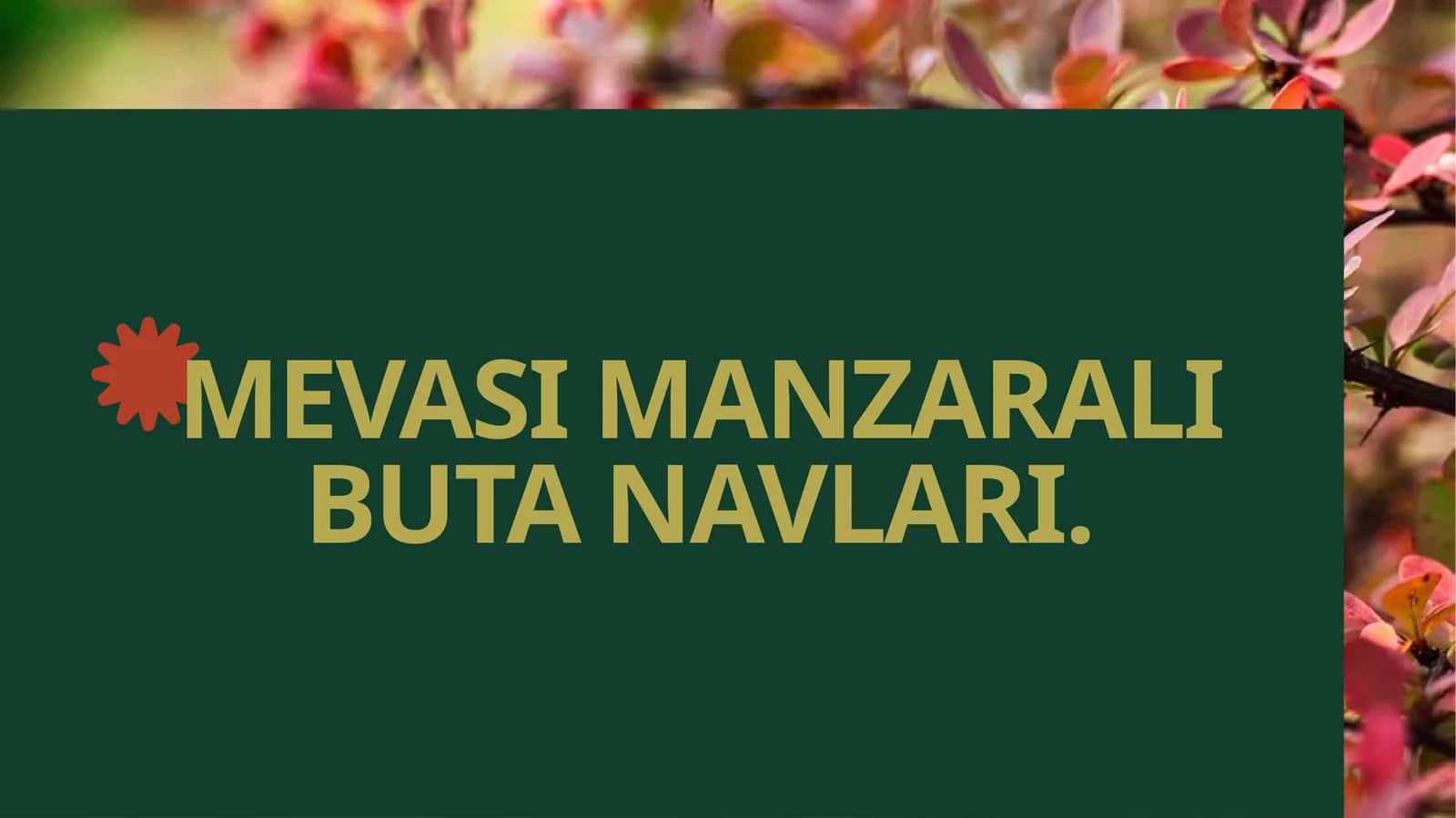 Mevasi manzarali buta navlari 1