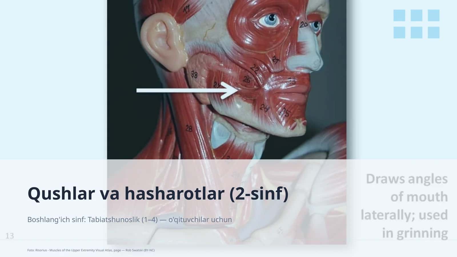 Qushlar va hasharotlar (2-sinf) 1