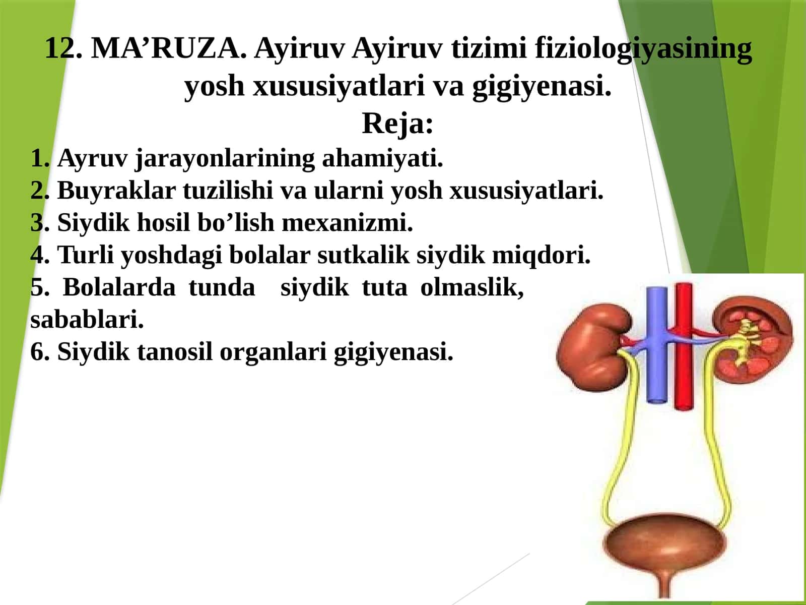 Ayiruv Ayiruv tizimi fiziologiyasining yosh xususiyatlari va gigiyenasi 1