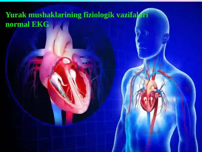 Yurak mushaklarining fiziologik vazifalari normal EKG