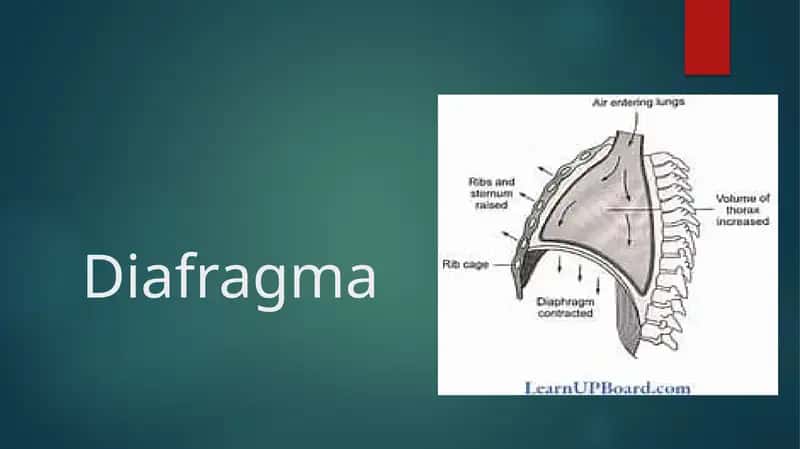 Diafragma 1