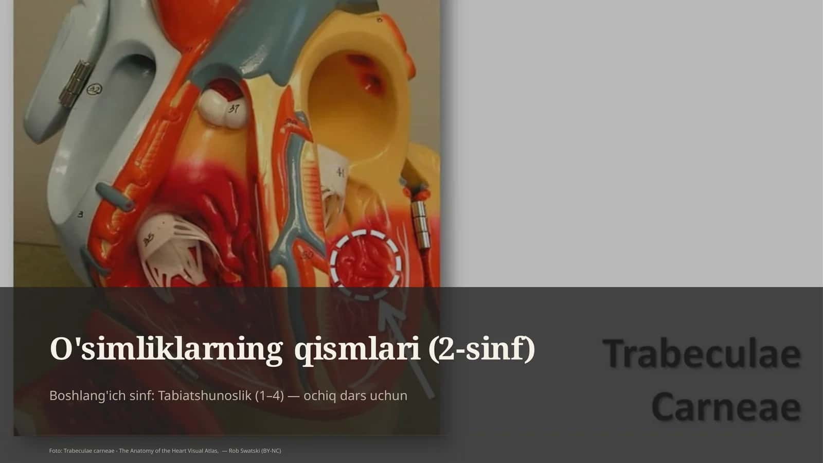 O'simliklarning qismlari (2-sinf) 1