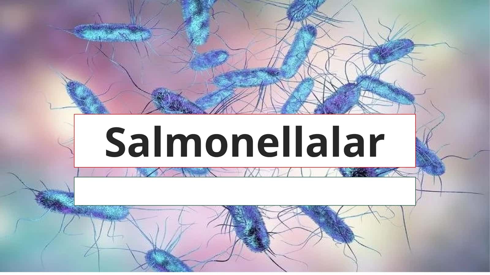 Salmonellalar 1