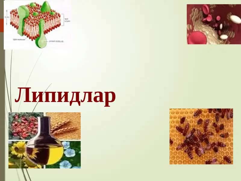 Липидлар 1