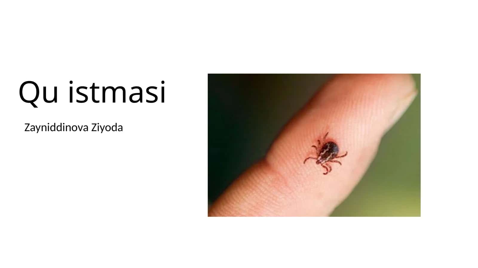 Q isitmasi 1