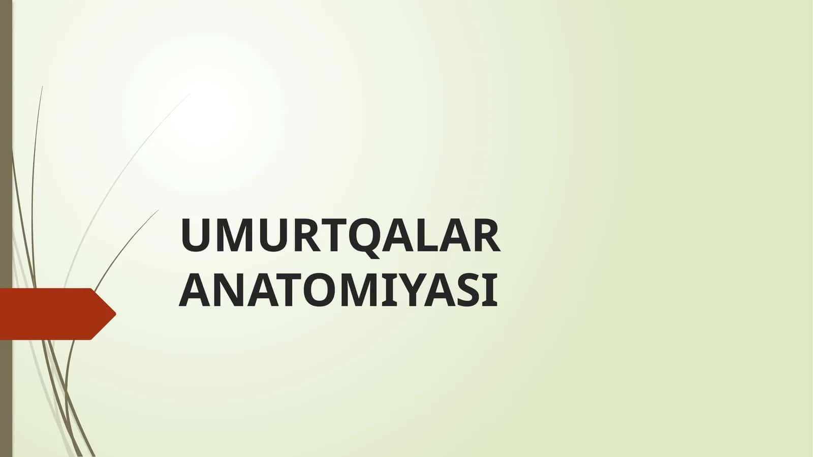 Umurtqalar ANATOMIYASI 1