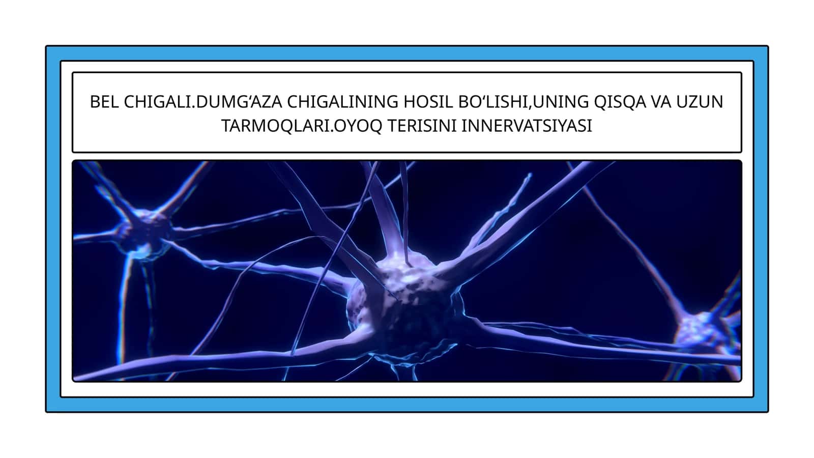 Bel chigali (Plexus lumbalis) 1