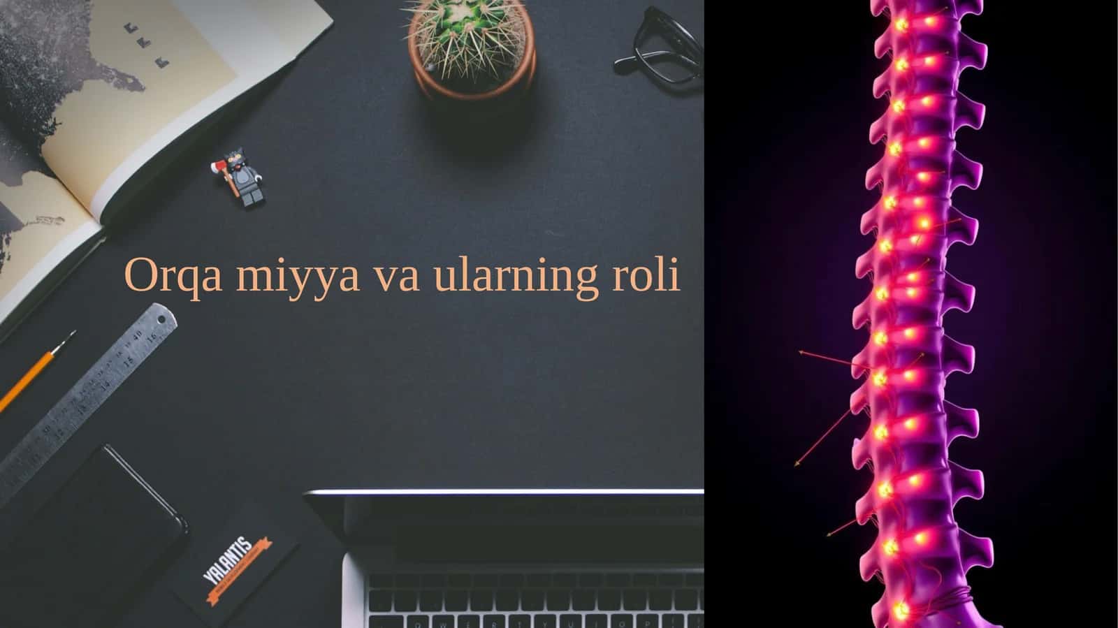 Orqa miyya va ularning roli 1