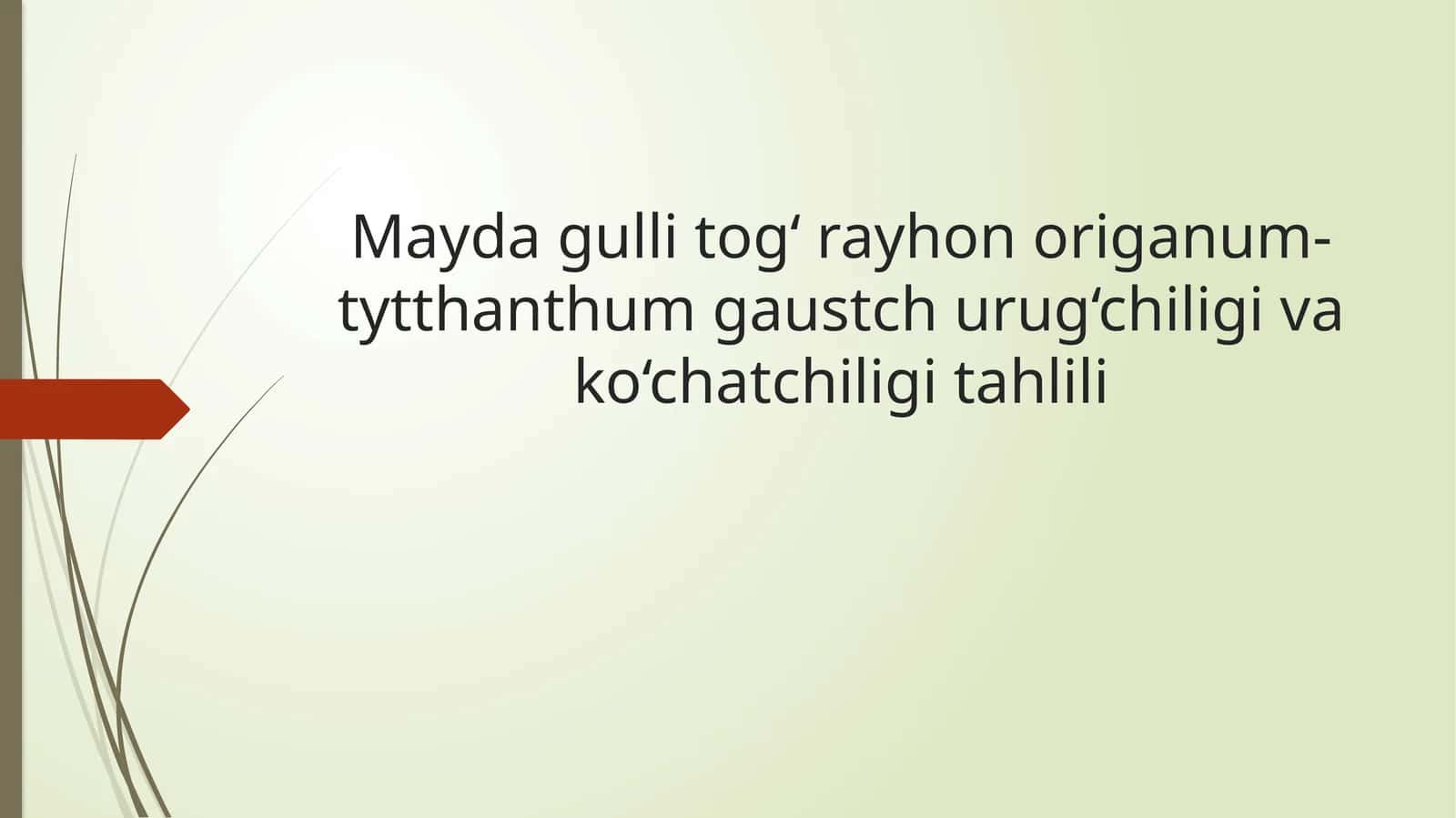 Mayda gulli tog‘ rayhon origanum-tytthanthum 1