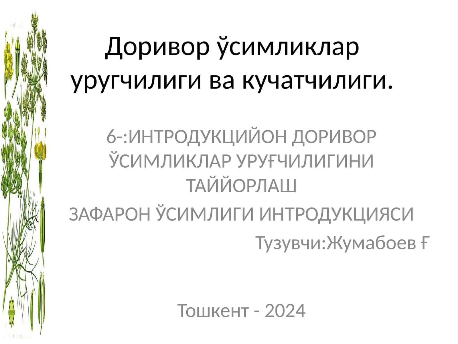 ЗАФАРОН ЎСИМЛИГИ ИНТРОДУКЦИЯСИ 1