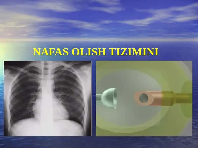 NAFAS OLISH TIZIMI 1