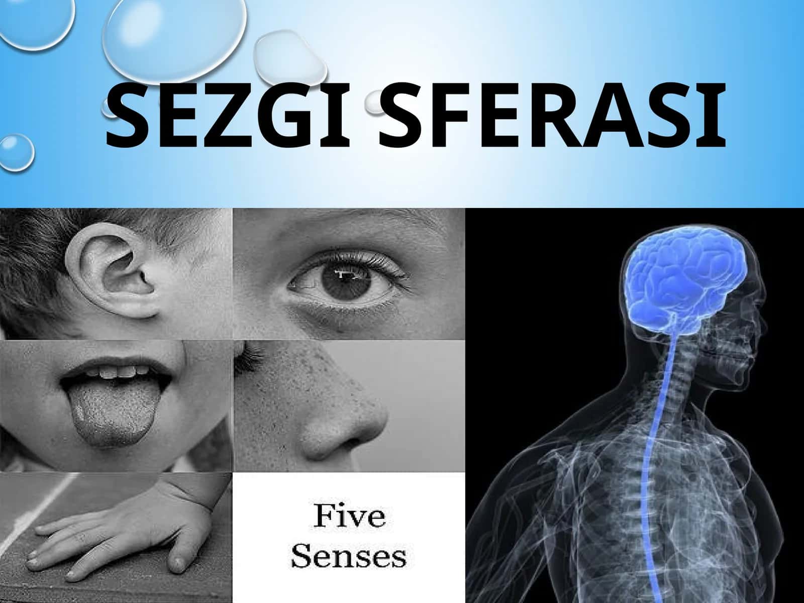 Sezgi Sferasi 1