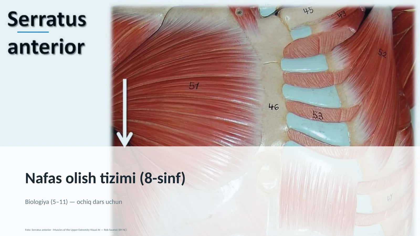 Nafas olish tizimi (8-sinf) 1