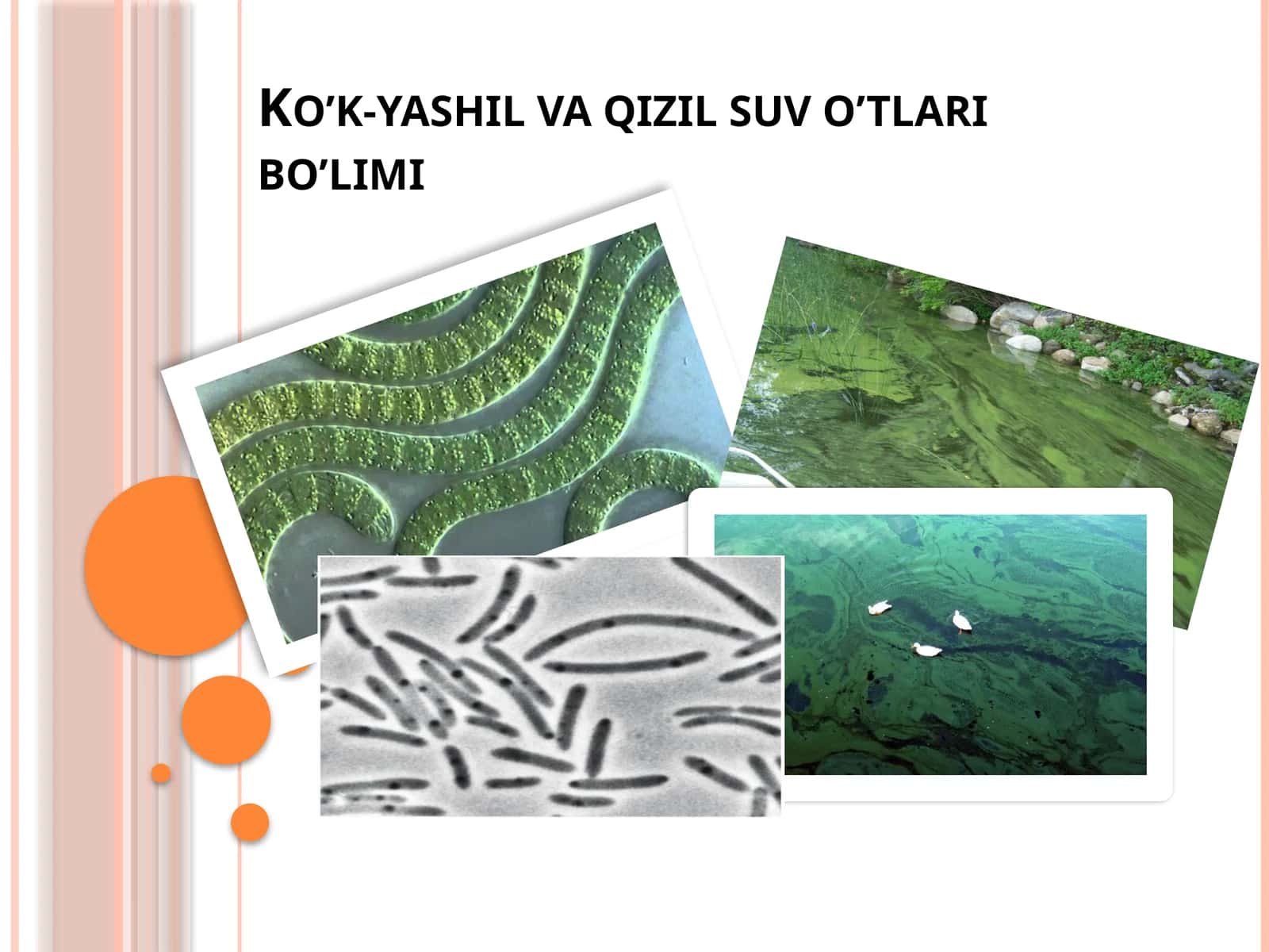 Ko’k-yashil suv  o’tlar 1