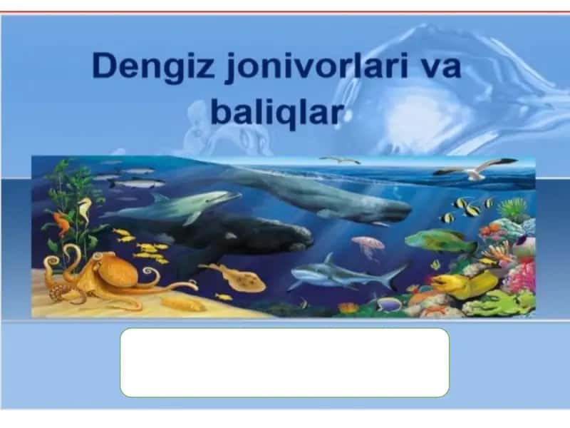 Dengiz jonivorlari 1