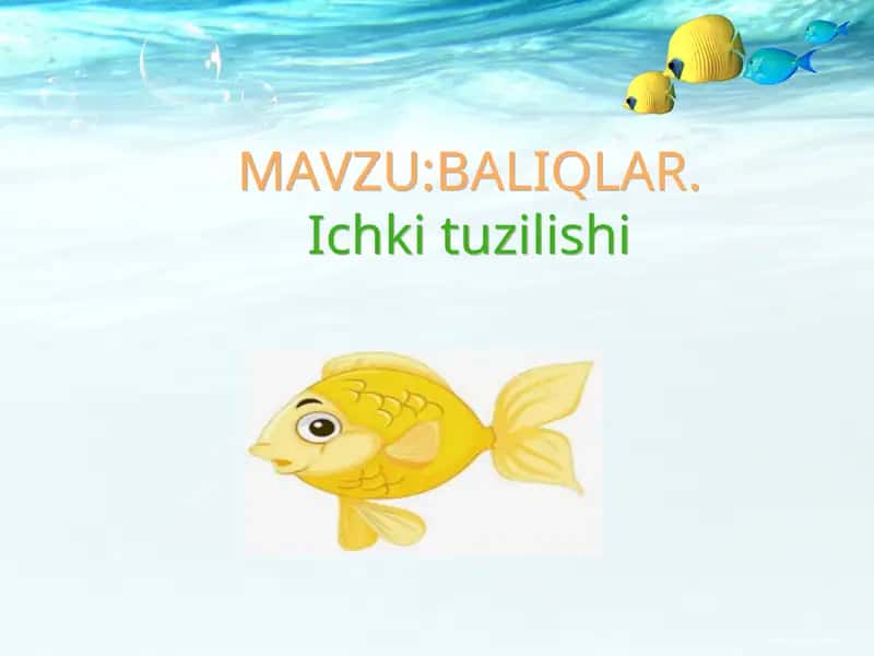 Baliqlarning ichki tuzilishi 1